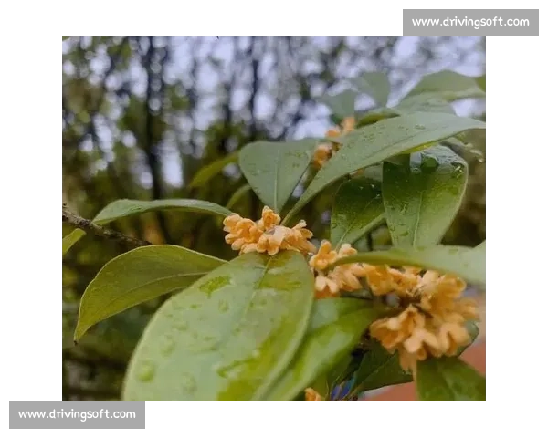桂雨落时,恰好是你 桂雨落时,恰好是你